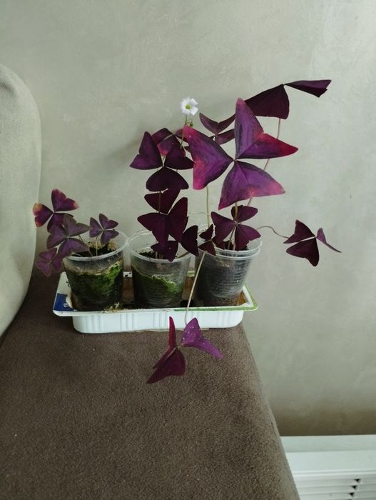 Трилисник (оксаліс)