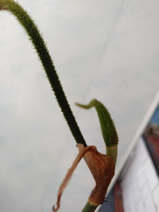 Philodendron gloriosum — філодендрон ґлоріозум