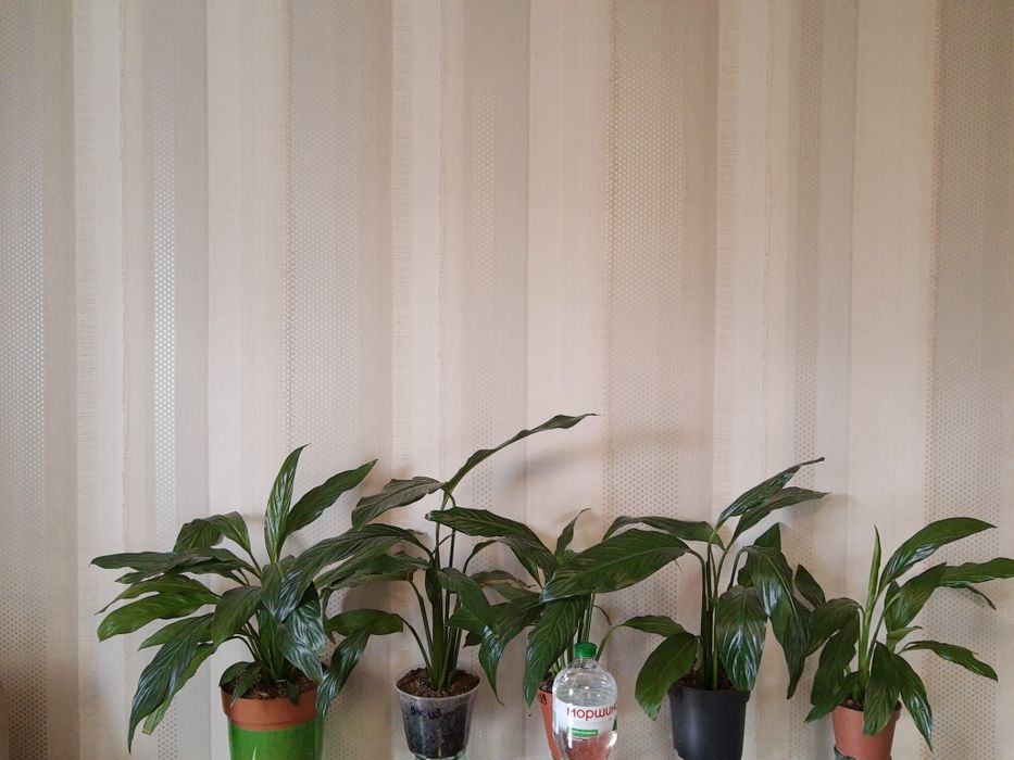 Спатифілум Купідо- 2 рослини в горщику