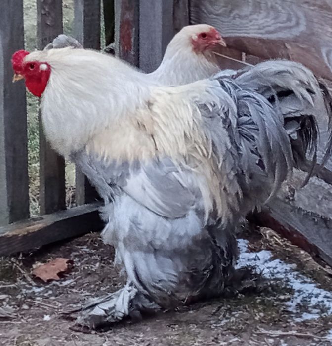 Brahma lawendowa Isabell. Kogut