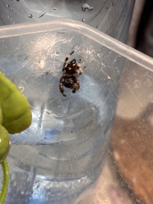 Skakun phidippus
