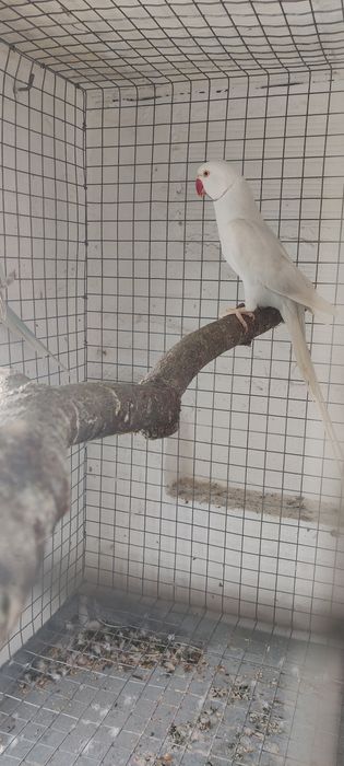 Casal de ringneck