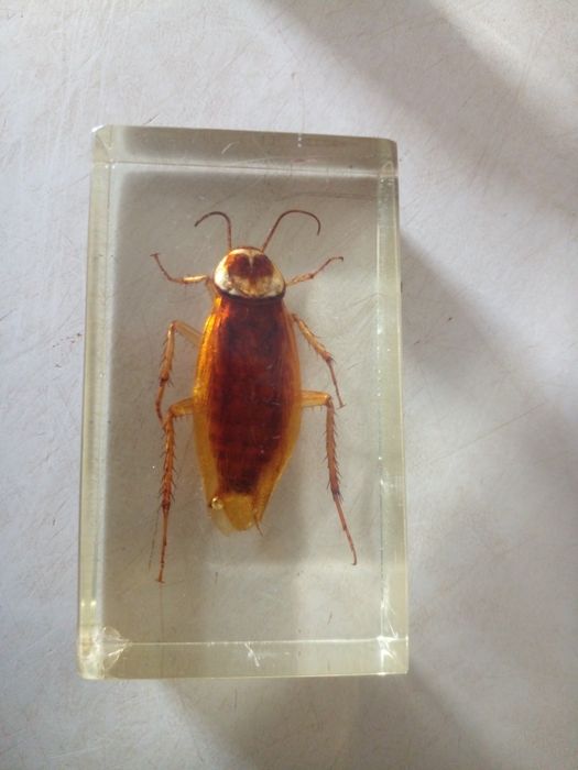 COLEÇÃO de insetos Verdadeiros  DA RBA