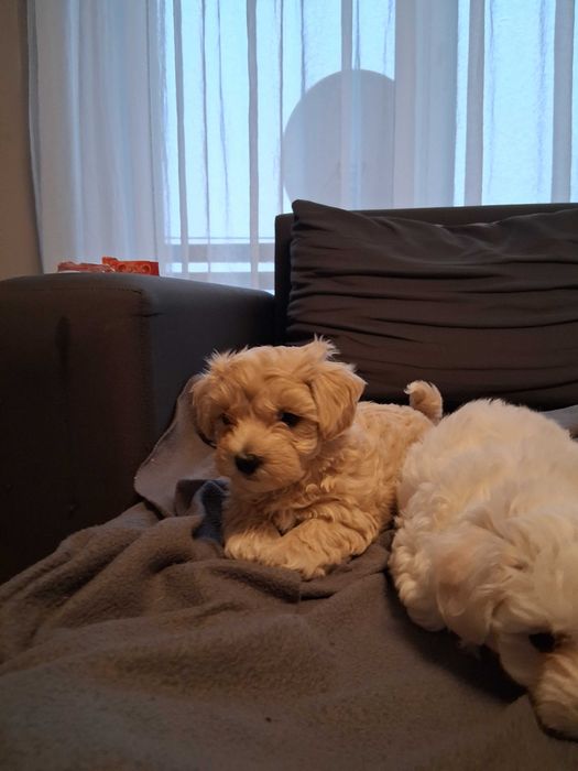 Maltipoo szczenięta