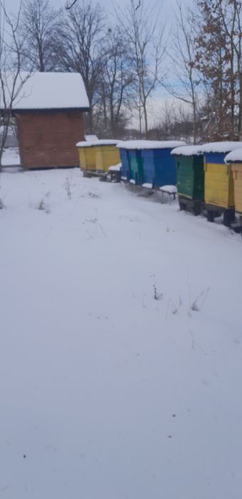 Odkłady pszczele(2026). Ramka dadant, wielkopolska.