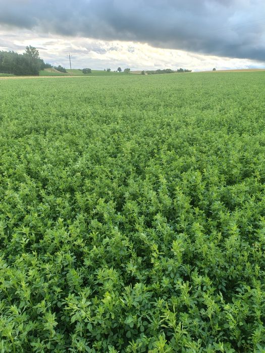 Lucerna z około 10 ha 120 bel