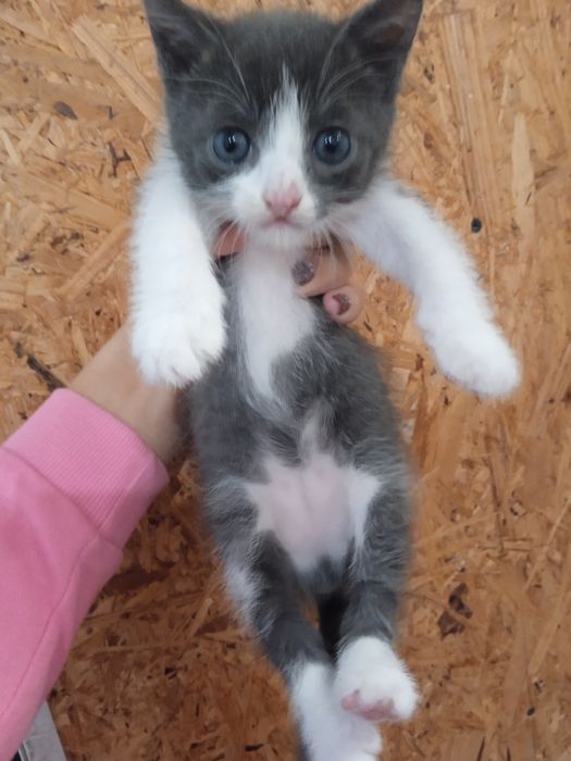 Отдам котят бесплатно!