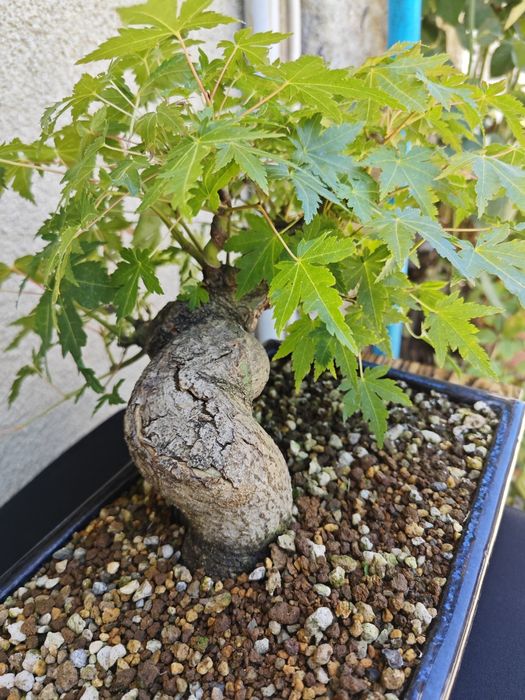 Pré-Bonsai Acer Palmatum Yamamomiji