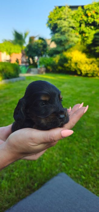 Cocker Spaniel z rodowodem