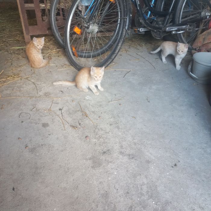 Собачка гавкотун