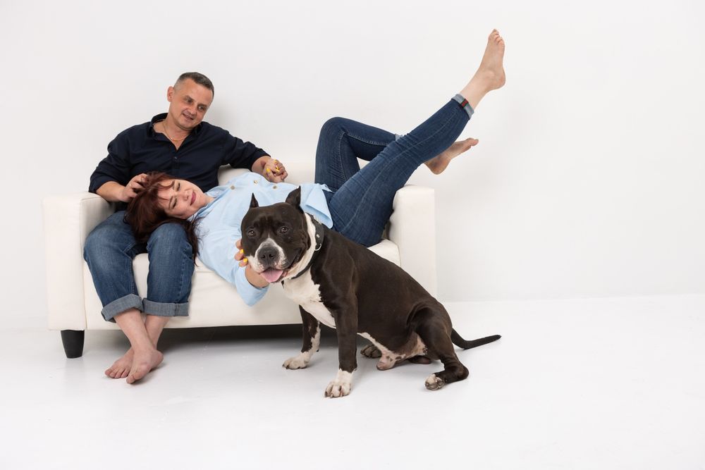 Кобель для вязки