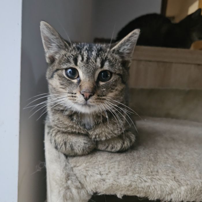 Maleńki Pedro szuka domku