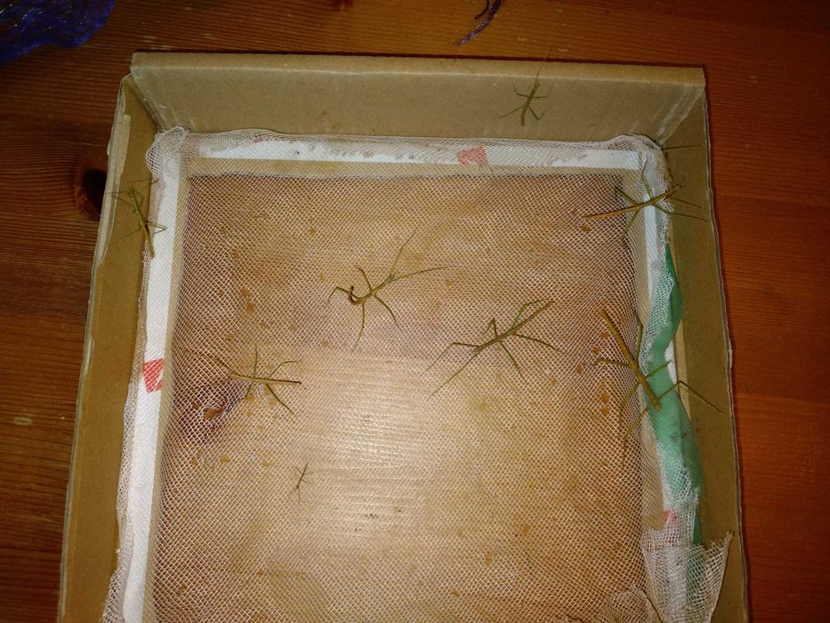 Patyczaki za darmo, nowe malutkie okazy