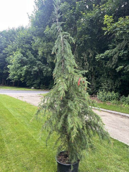 Cedr himalajski - cedrus deodora C20 150-175cm