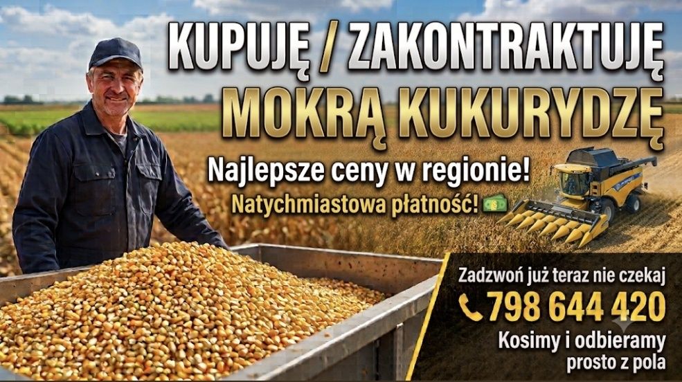 Sprzedam kukurydzę mokrą