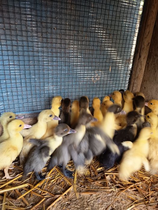 Vendo patos mudos pequenos