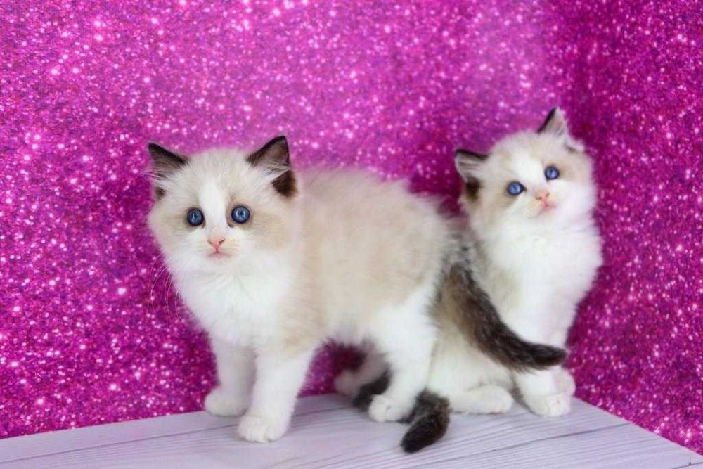Кошенята з яскравими блакитними оченятками. Порода-регдол