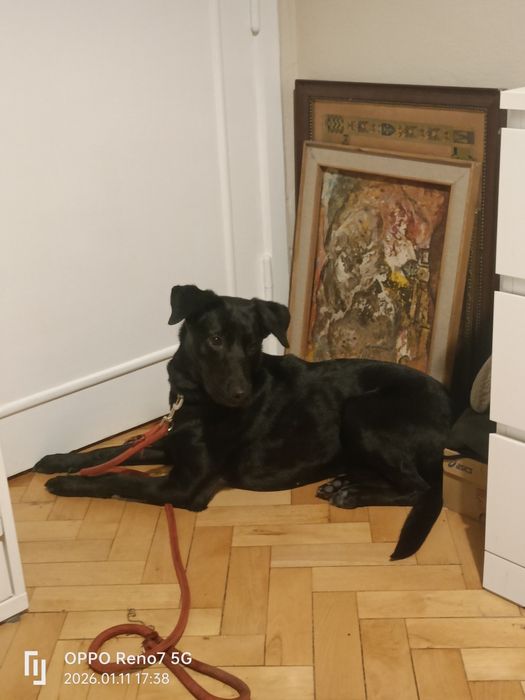 Piesek szuka nowego domu