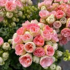 Кімнатна краса для душі