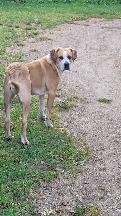 PIES dwuletni ,spokojny do adopcji.