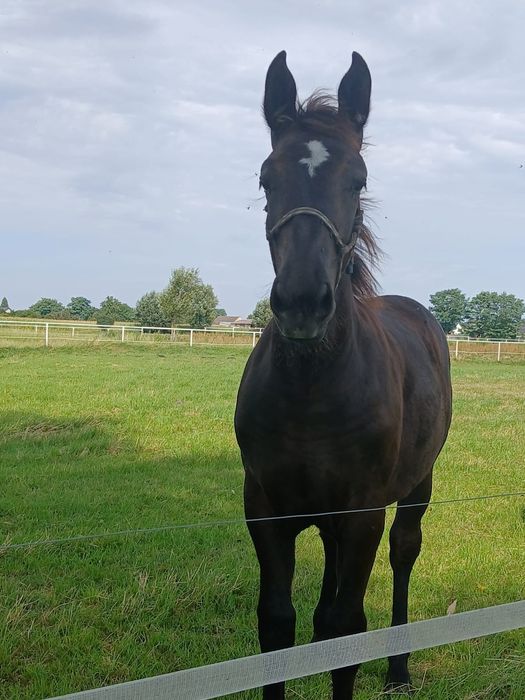 Klacz śląska-roczna Liberia