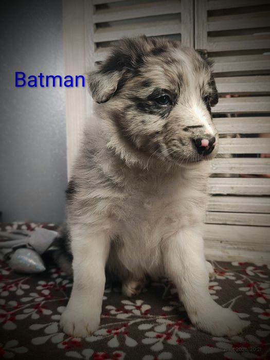 Border collie piesek Blue merle przebadani rodzice do odbioru