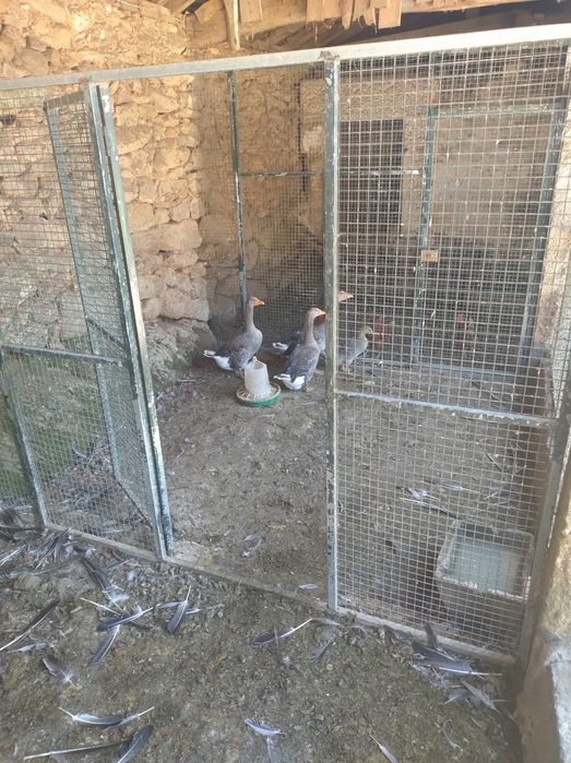 Conjunto de gansos Toulouse