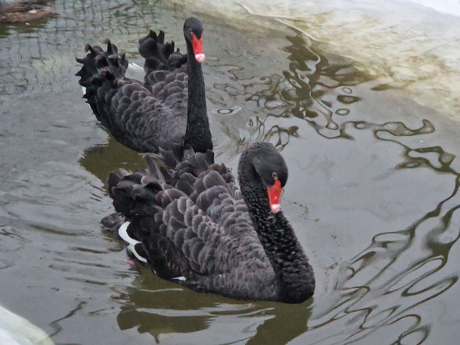 Cisnes brancos e pretos