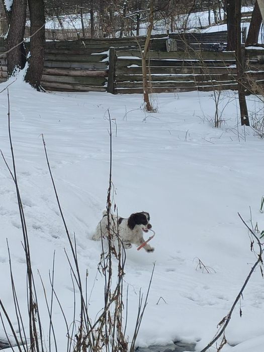 Продається песик породи спаніель