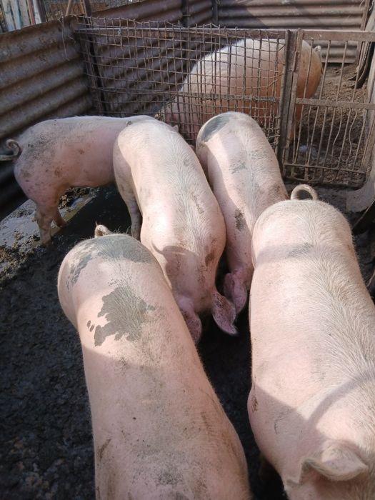 Продажа свиней .