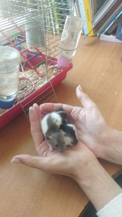 Класнючі крисинята Дамбо