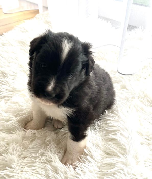 Piesek Border Collie