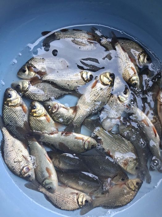 Lin karp koi karaś ozdobny amur tołpyga