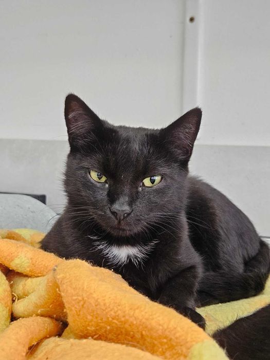 Nieśmiała Marylka poleca się do adopcji