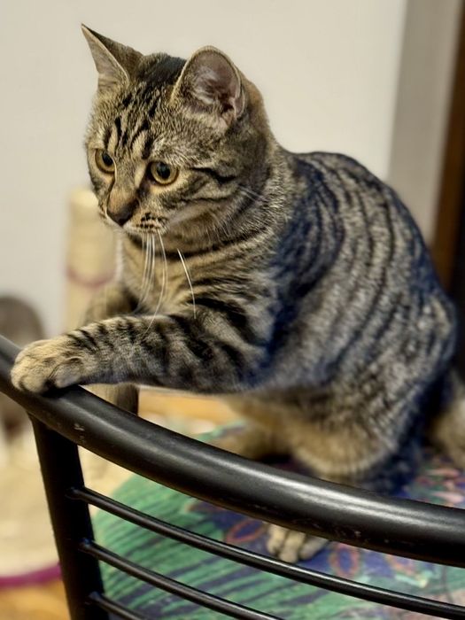 Стерилізовані,вакциновані,7 міс