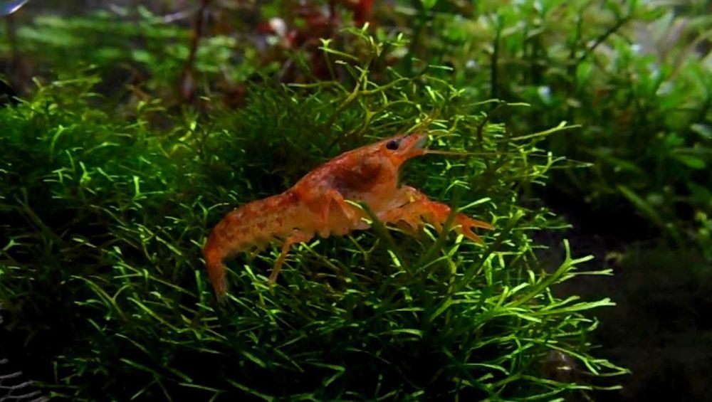 Mineralizator GH, BEZ KH – 400 ml