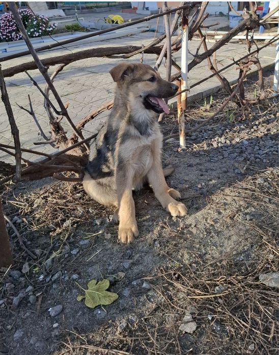 Продам щенков немецкой овчарки осталось девочка