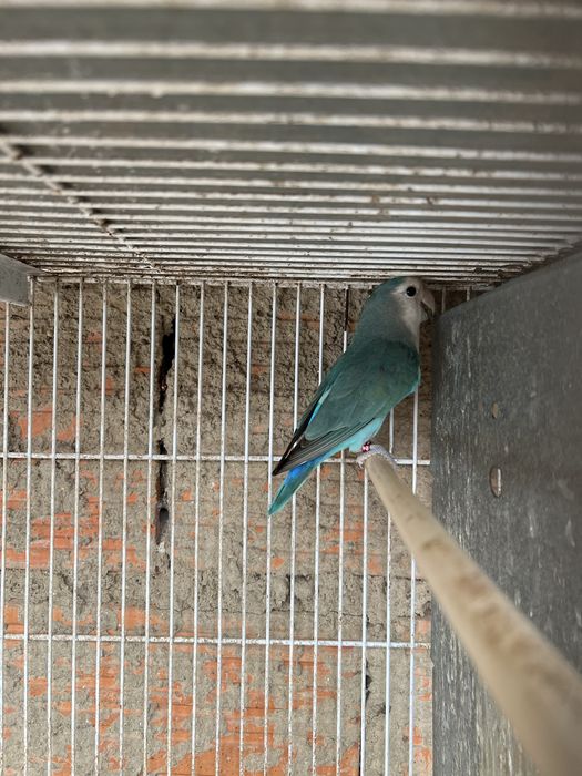 Casal de agapornis
