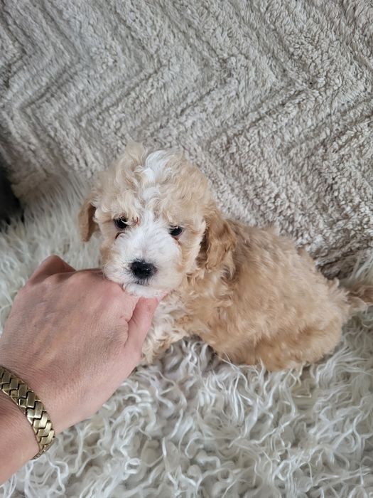 Śliczny piesek Maltipoo