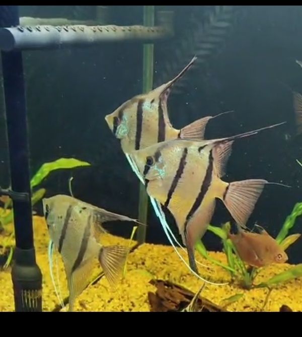 MISIEKZOO Pielęgnice - Skalary Rio Nanay tylko 25 zł