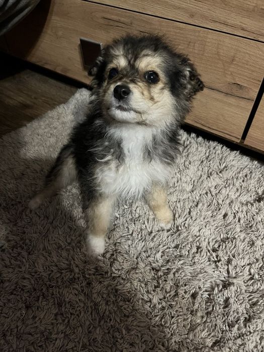 Віддам у добрі руки щенят, 1річні