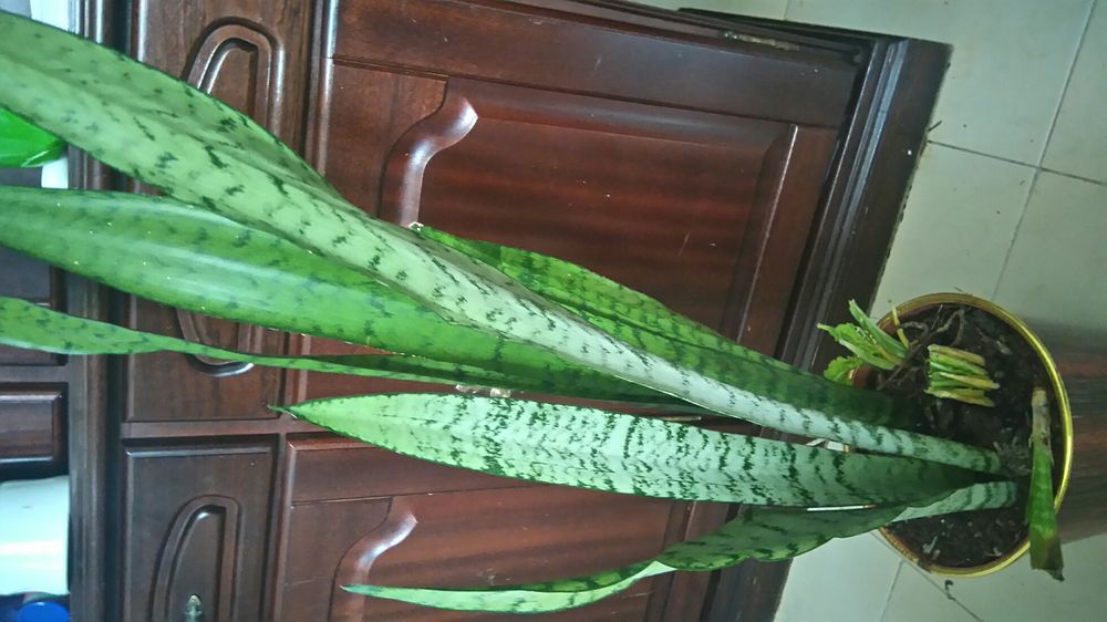 Espadas de S Jorge S. Jacinto