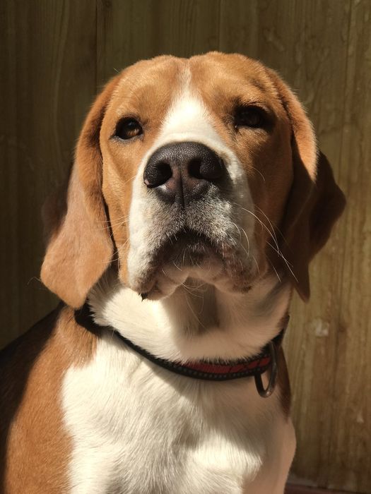 Бігль шукає наречену