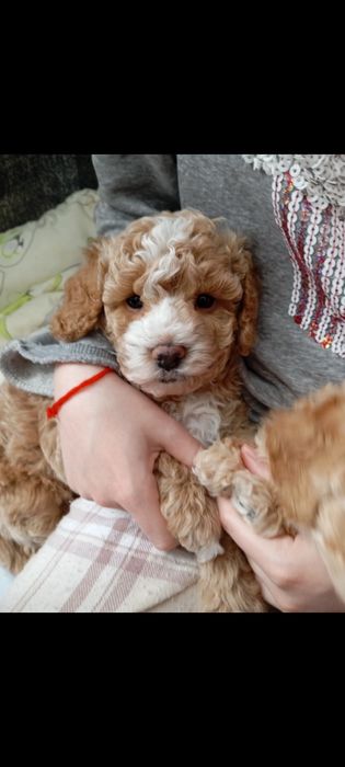 Хлопчик мальтіпу стандарт.