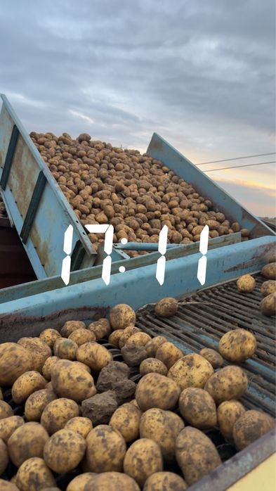 Ziemniaki żółte smaczne