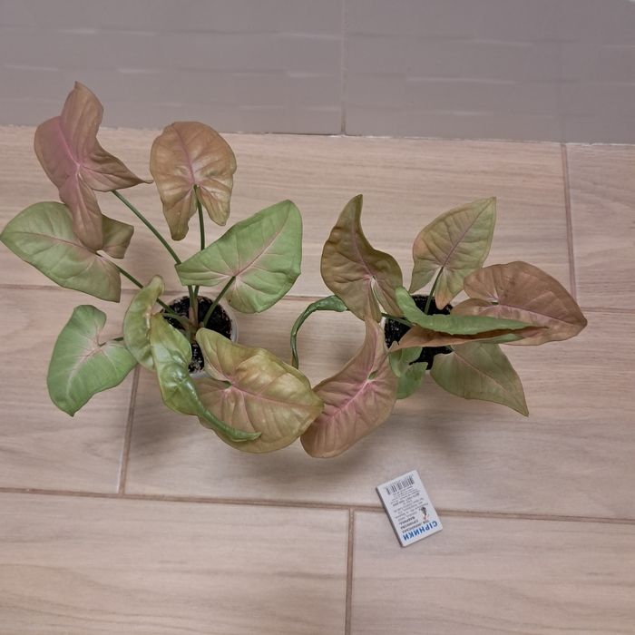 Сингониум  неон, манго, три короля . Взрослые, домашние. Недорого.