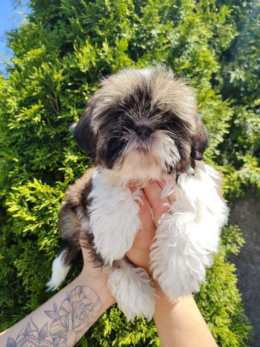 Piękny Shih Tzu z rodowodem