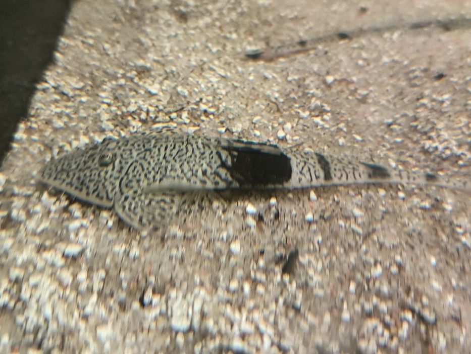 Aphitanos Real Venezuela