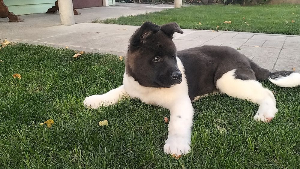 Акіти з доставкою