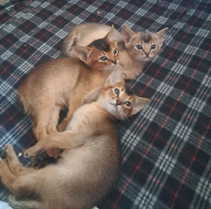 Абісинськи кошенята